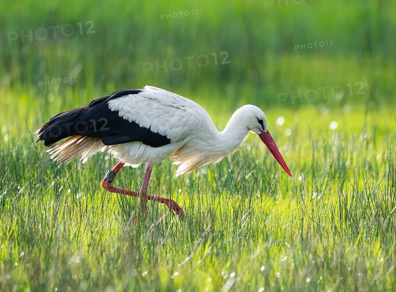 White stork (Ciconia ciconia) foraging in a meadow, spider threads on the grass, Lower Saxony, Germany, Europe