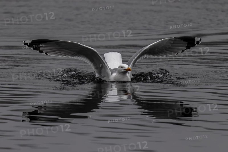 A gull spreads its wings over calm-looking grey water while its reflection is visible, Mew Gull (Larus canus), wildlife, Germany, Europe