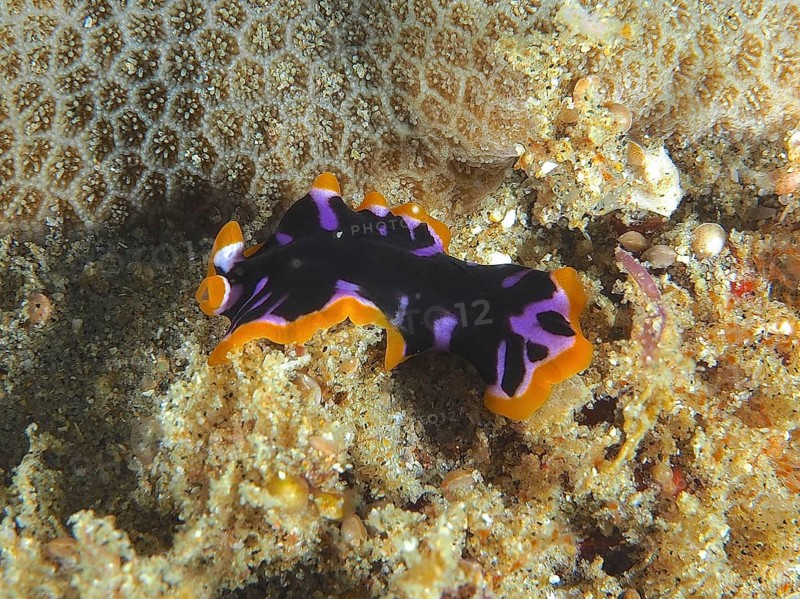 Flatworm with bright colours, yellow-black whirlpool worm (Pseudoceros), on the sandy seabed, dive site Sodwana Bay National Park, Maputaland Marine Reserve, KwaZulu Natal, South Africa, Africa