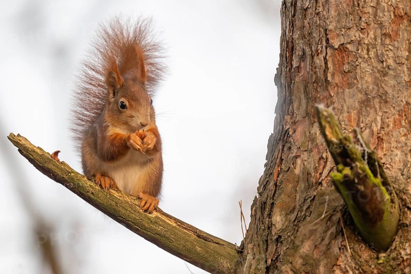 Squirrel (Sciurus vulgaris) sitting on a branch and holding a hazelnut in its paws, Baden-Württemberg