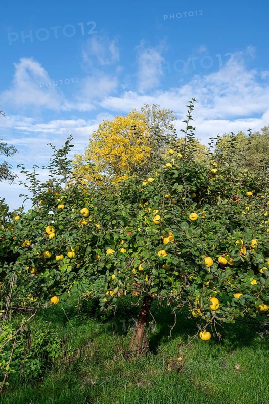 Quince tree (Cydonia oblonga) with ripe fruit in an orchard, Mecklenburg-Western Pomerania, Germany, Europe