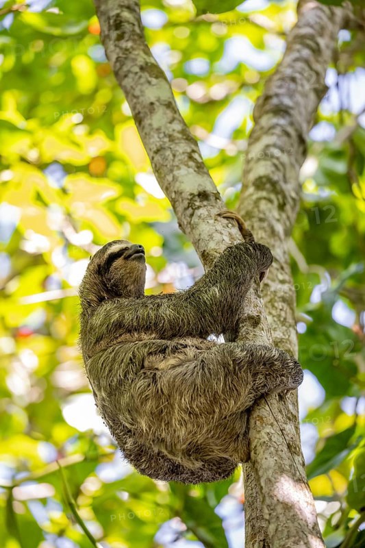 Brown-throated sloth (Bradypus variegatus) in a tree, Cahuita National Park, Costa Rica, Central America