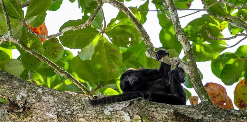 Mantled howler monkey (Alouatta palliata) sitting in a tree, Cahuita National Park, Costa Rica, Central America