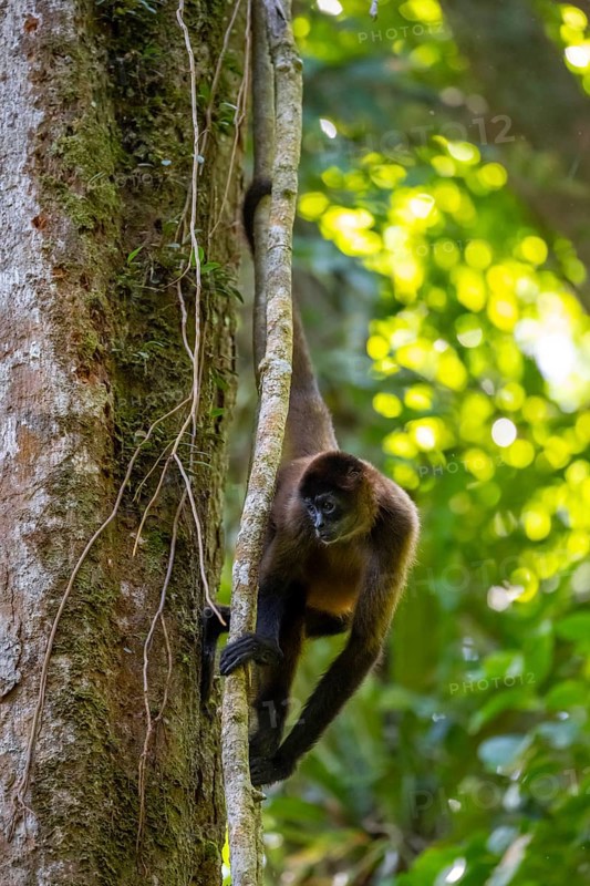 Geoffroy's spider monkey (Ateles geoffroyi) climbing a tree in the jungle, Tortuguero National Park, Costa Rica, Central America