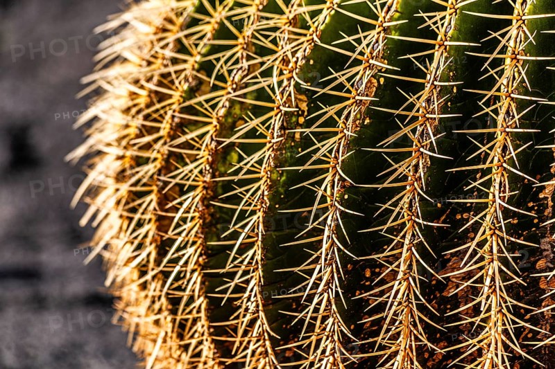 2016, Guatiza, Lanzarote, Jardin de Cactus by Cesar Manrique, ESP, Spain, Canary Islands, Canary Islands, Atlantic Ocean, Lanzarote, biosphere reserve, volcano, volcanism, volcanic island, island, recording date, Europe