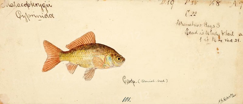 Goldfish, Carassius auratus, a freshwater fish of the carp family, fish, reproduction of an original, by Frank Edward Clarke (b. 1849, d. 1899), ichthyologist and scientific draughtsman