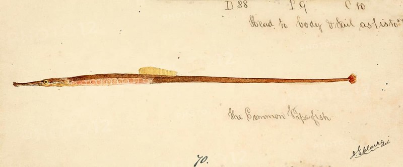 The Greater pipefish, Syngnathus acus, The greater pipefish, fish, reproduction of an original, by Frank Edward Clarke (b. 1849, d. 1899), ichthyologist and scientific draughtsman