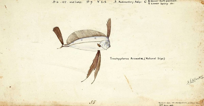 Marine fish from the genus Trachipterus, scythefish, Trachipterus trachypterus, Mediterranean dealfish, ribbon fish, fish, reproduction of an original, by Frank Edward Clarke (b. 1849, d. 1899), ichthyologist and scientific draughtsman