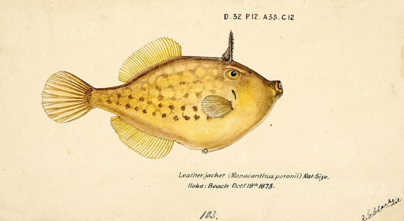 Peron's Filefish, Pseudomonacanthus peroni, Potbelly Leatherjacket, fish, reproduction of an original, by Frank Edward Clarke (b. 1849, d. 1899), ichthyologist and scientific draughtsman