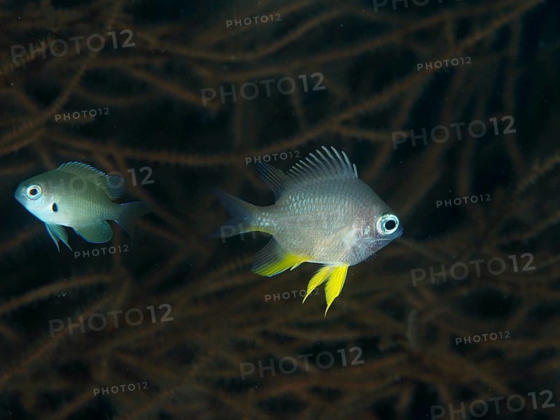Two juvenile Golden damselfish (Amblyglyphidodon aureus) with yellow details swimming in front of dark corals, dive site Twin Reef, Penyapangan, Bali, Indonesia, Asia