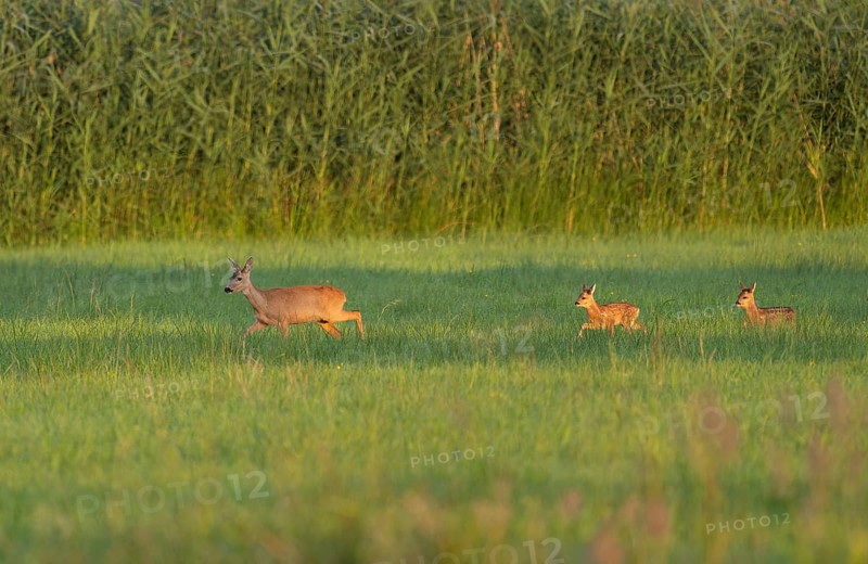 Roe deer (Capreolus capreolus), doe with two fawns running across a meadow, warm morning light, wildlife, Lower Saxony, Germany, Europe
