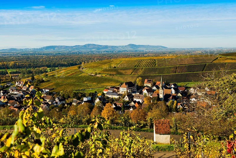 Hilly landscape and village with vineyards in autumn, Ebringen, near Freiburg im Breisgau, Markgräflerland, Black Forest, Baden-Württemberg, Germany, Europe
