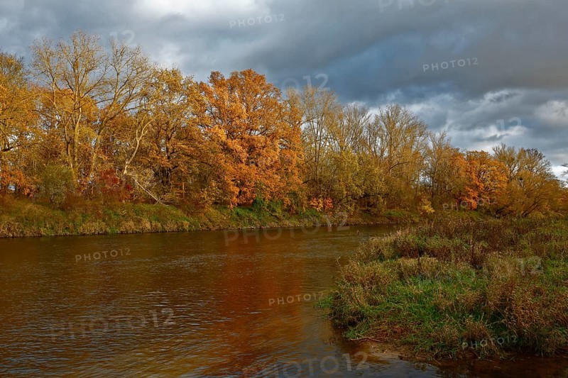 Autumn foliage colouring on the banks of the Mulde river near Dessau, Autumn atmosphere in the biosphere reserve, Middle Elbe Biosphere Reserve, Dessau-Roßlau, Saxony-Anhalt, Germany, Europe
