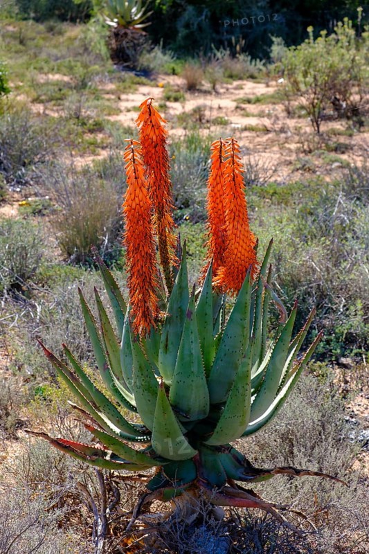 Blooming Aloe Ferox, landscape at the Huisrivier Pass, through the Klein Karoo, Route 62, Western Cape, Western Cape, South Africa, Africa