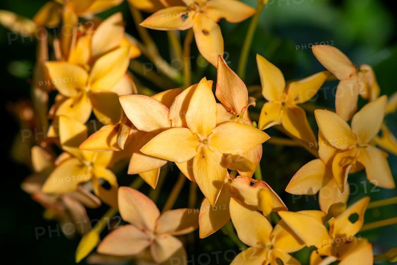 Ixora, yellow flowers, Tortuguero National Park, Costa Rica, Central America