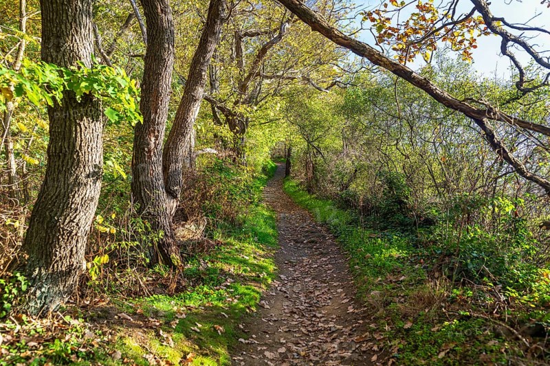 Waldweg zum Weinberg, Diesbar-Seußlitz, Saxony, Germany, Europe
