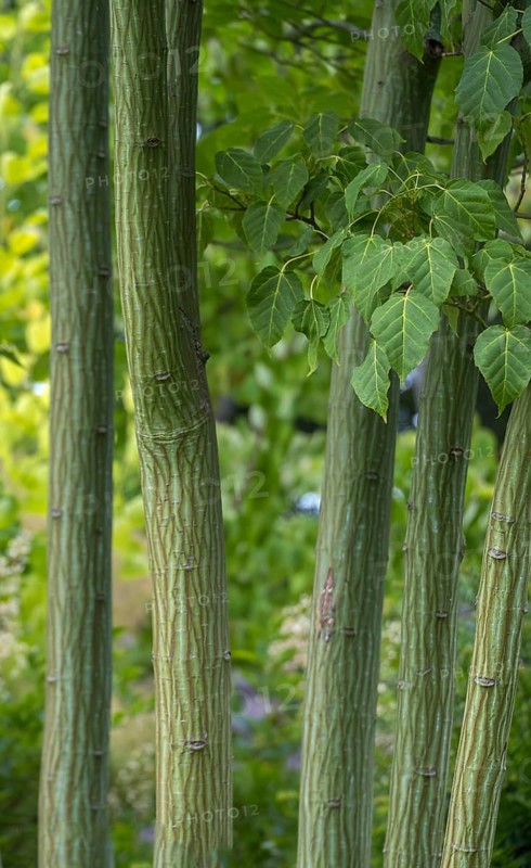 Kyushu Maple (Acer capillipes), trunk, bark, North Rhine-Westphalia, Germany, Europe