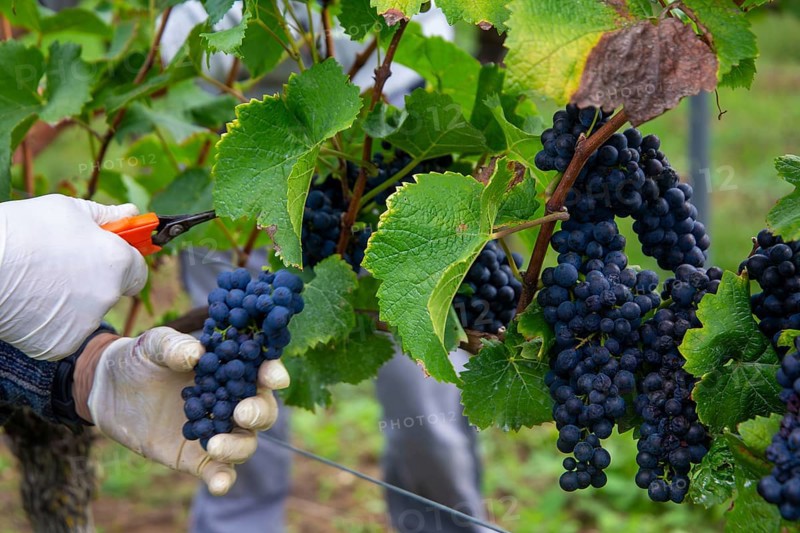 Grape grape harvest: Hand-picking Pinot Noir grapes in the Palatinate