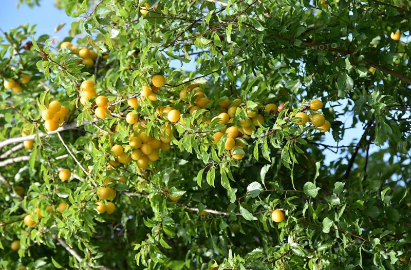 Europe, Germany, Lower Saxony, Yellow plum, Renekloden, Fruit tree, Federal Republic of Germany, Europe