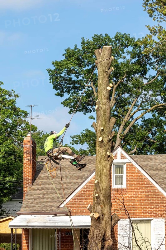 Detroit, Michigan, A worker for a tree removal service rappels from a dead tree after cutting down the top branches