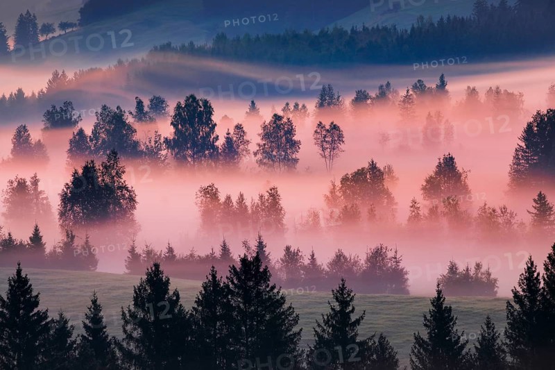 Fog and trees at the Rothenthurm high moor, Canton Schwyz, Switzerland, Europe