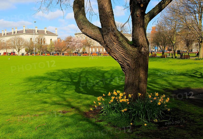 Daffodils spring flowers at Trinity College university grounds, Dublin, Ireland, Republic of Ireland, Europe