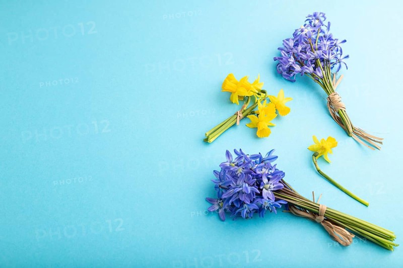 Spring snowdrop flowers bluebells, narcissus on blue pastel background. side view, copy space, still life. Beauty, spring concept