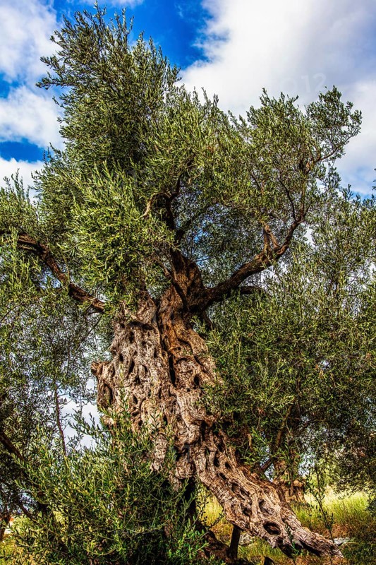Olive tree plantation, Montenegro, Montenegro, Europe