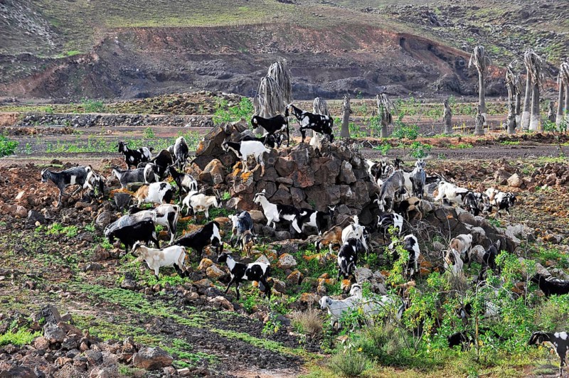 Wild goats on small rocky hill in steppe-like grassland, Antigua, Fuerteventura, Canary Islands, Spain, Europe