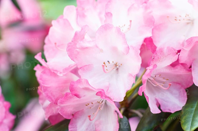 Rhododendron (azalea) flowers of various colors in the spring garden. Closeup. Blurred background
