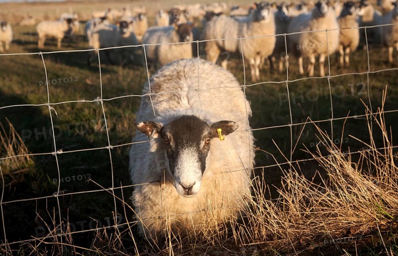 Flock of sheep grazing on drained marshland fields at Gedgrave, Suffolk, England, this one with head caught in wire fence