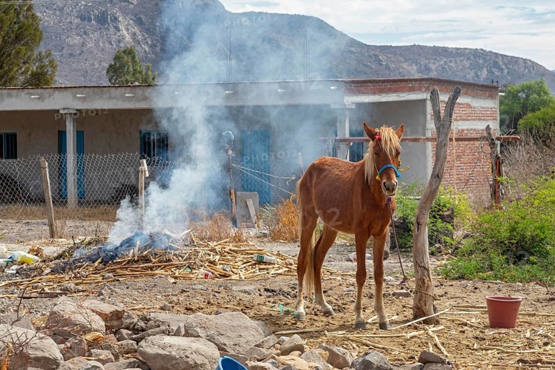 Tanivet, Oaxaca, Mexico, A horse is tied to a dead tree next to a smoky fire in a small village. Virtually all the men in this town have left for the United States to find work, Central America