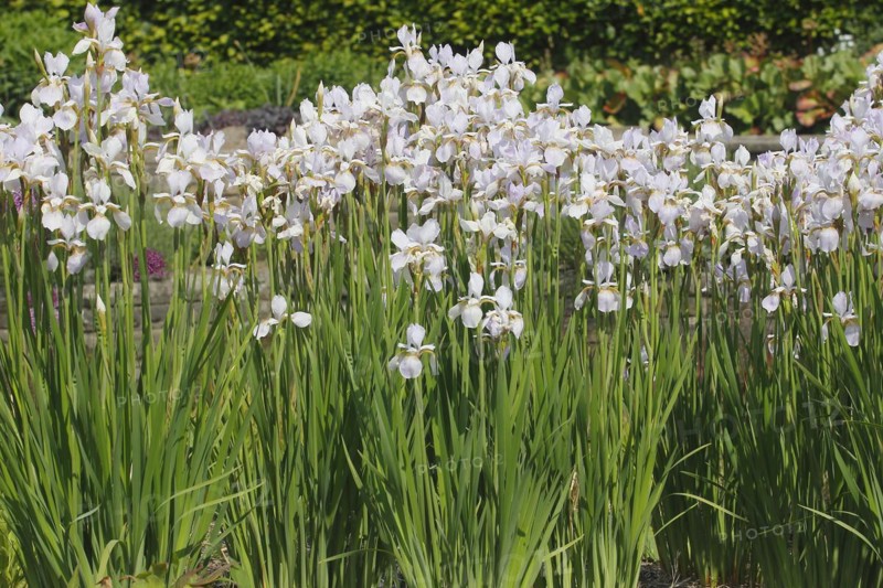 Siberian iris (Iris sibirica), flowers, North Rhine-Westphalia, Germany, Europe