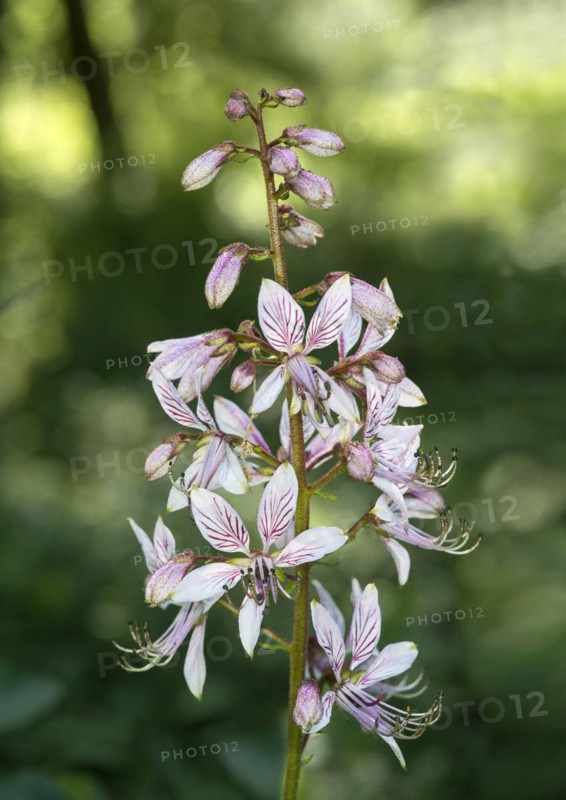 Flowers of the diptam plant (Dictamnus albus), Kaiserstuhl region, Baden-Württemberg, Germany, Europe