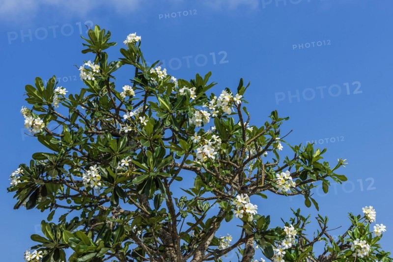 Flowering frangipani (Apocynaceae), blossom, blooming, white, blooming, tropics, tropical plant, flora, botany, botanical, spa, romantic, shrub, tree, sunlight, blue sky, growth, plant, flower, decorative, climate, paradisiacal, exotic, Bali, Indonesia, Asia
