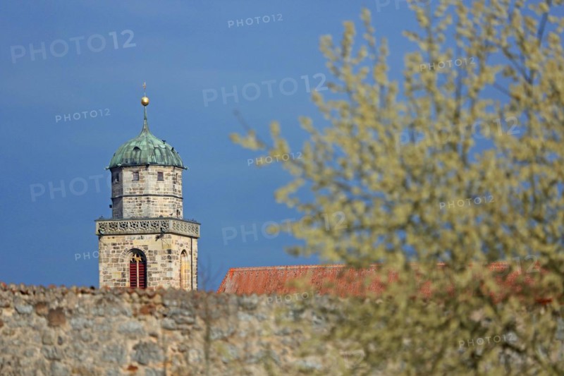 Tower of St George's Church and shrub in bloom in spring, light mood, spire, town wall, Dinkelsbühl, Middle Franconia, Franconia, Bavaria, Germany, Europe