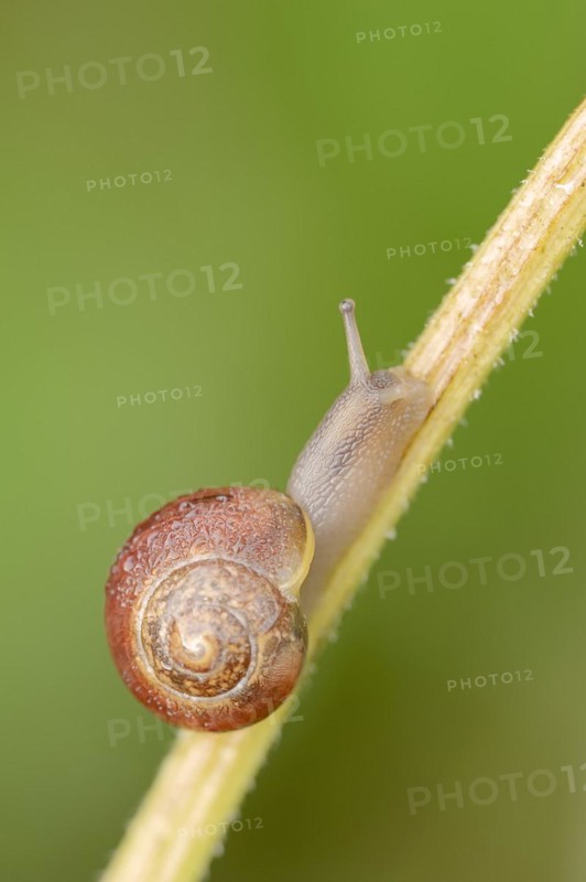 White-lipped snail (Cepaea hortensis), North Rhine-Westphalia, Germany, Europe