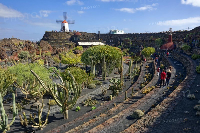 Cactus garden, Jardin de Cactus, designed by the artist César Manrique, behind the restored gofio mill, Lanzarote, Canary Islands, Canary Islands, Spain, Europe