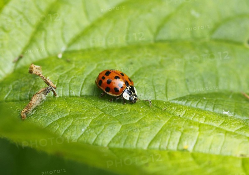 Asian lady beetle (Harmonia axyridis), multicoloured or harlequin ladybird on leaf, North Rhine-Westphalia, Germany, Europe