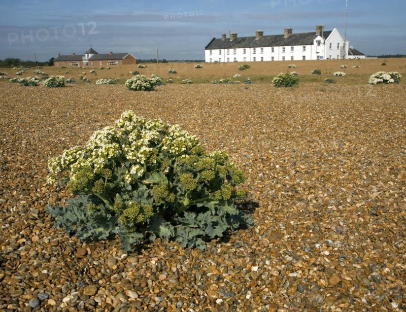 Sea kale flowering near Coastguard Cottages, Shingle Street, Suffolk, England, United Kingdom, Europe