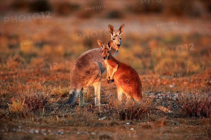Red kangaroo (Macropus rufus), female with half-grown young, Sturt National Park, New South Wales, Australia, Oceania
