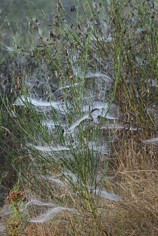 Broom (Genista) with spider webs and morning dew, North Rhine-Westphalia, Germany, Europe