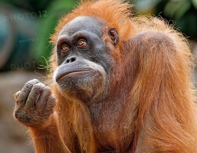 Animal portrait, Bornean orangutan (pongo pygmaeus), adult, captive, distribution Borneo