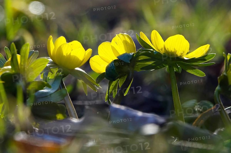 Winter aconites (Eranthis hyemalis), Germany, Europe
