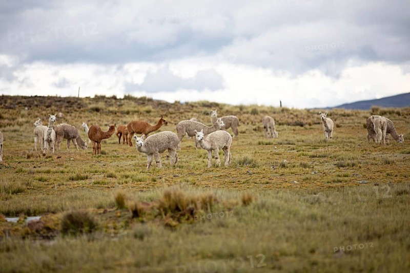Alpacas (Vicugna pacos) in the Reserva Nacional de Salinas y Aguada Blanca, Province of Arequipa, Peru, South America