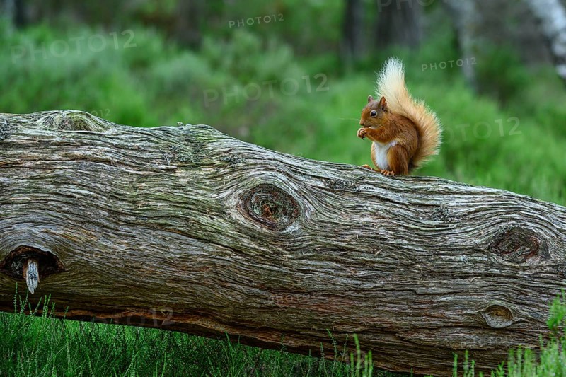 Squirrel (Sciurus), forest, Aviemore, Scotland, Great Britain