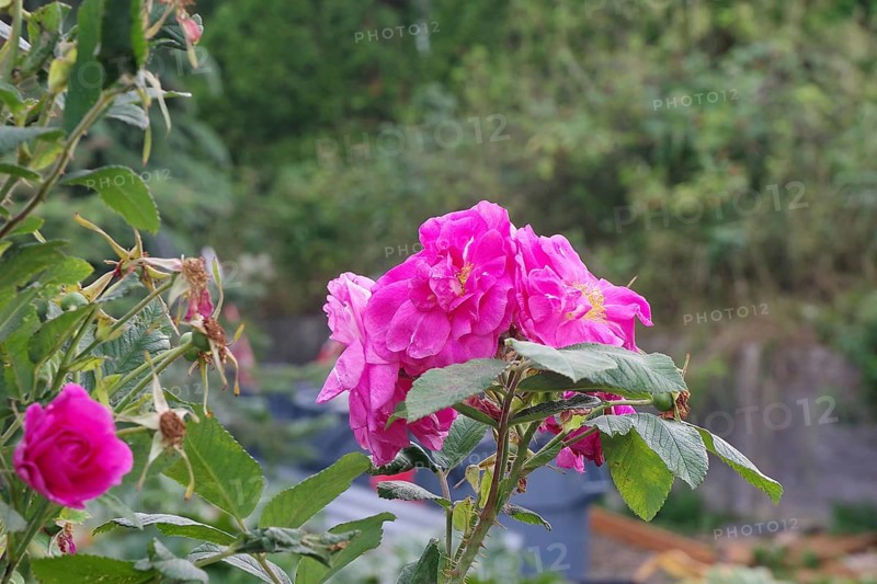 Roses in bloom in a front garden in Skagway, Alaska, USA, North America