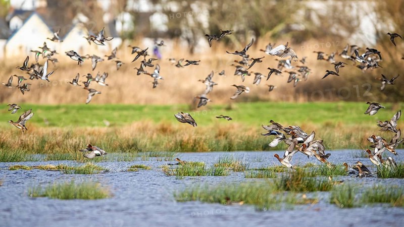 Eurasian Wigeon, (Mareca penelope) birds in flight over marshes