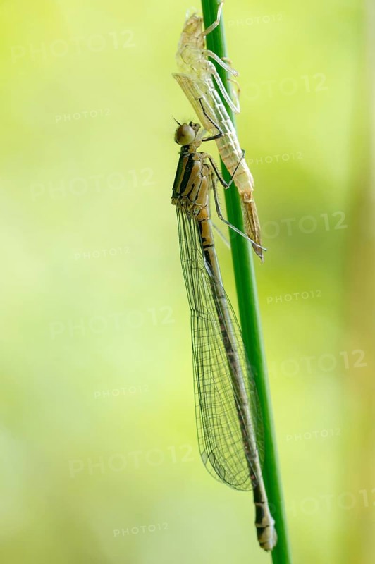Azure damselfly (Coenagrion puella), newly hatched female, adult dragonfly clinging to a green stalk, hanging with its exuviae on the stalk of a rush (Juncus spec.), Bockelsberg ponds, close-up, macro photograph, Lüneburg, Lower Saxony, Germany, Europe