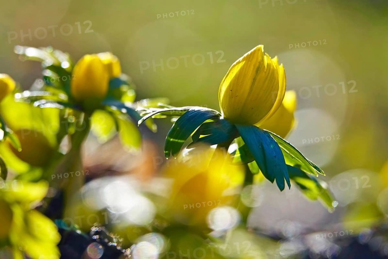Winter aconites (Eranthis hyemalis), Germany, Europe